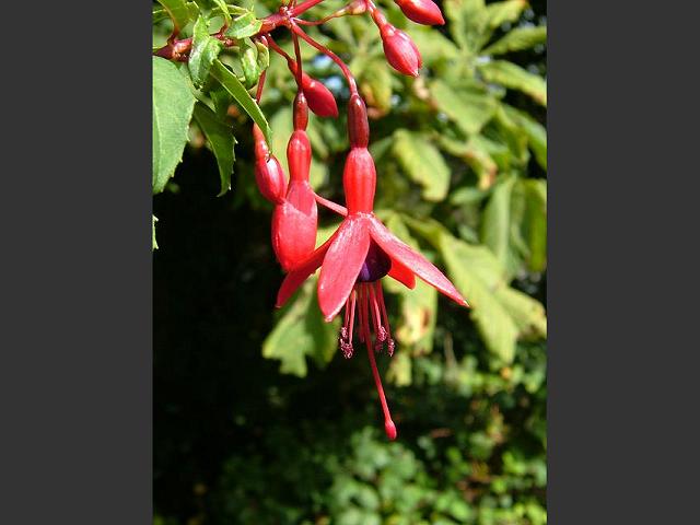 Fuchsia species Ladys Ear Drops Onagraceae Images