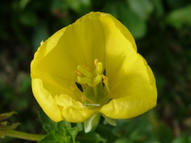 Oenothera biennis Common Evening Primrose Onagraceae Images