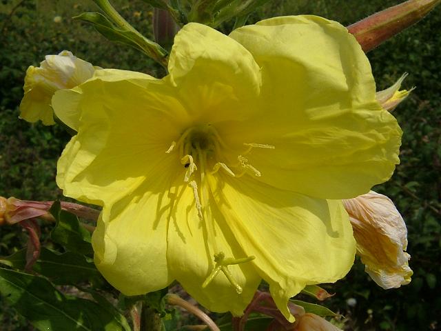 Oenothera glazioviana Large flowered Evening Primrose Onagraceae Images