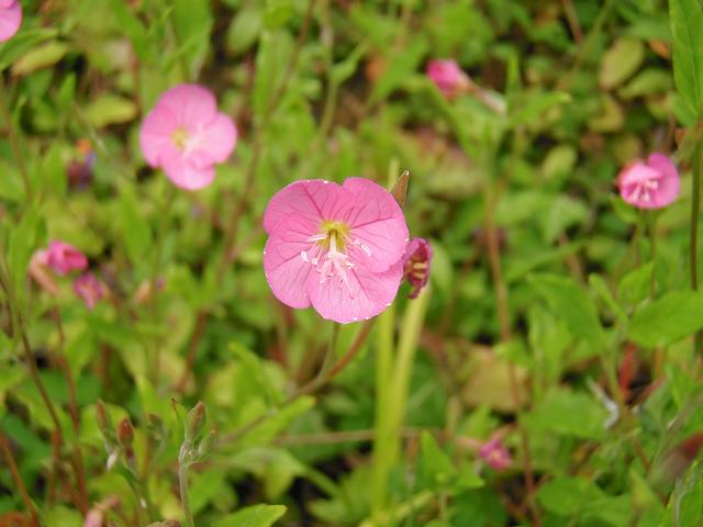 Oenothera rosea Pink Evening Primrose Rose of Mexico Onagraceae Images