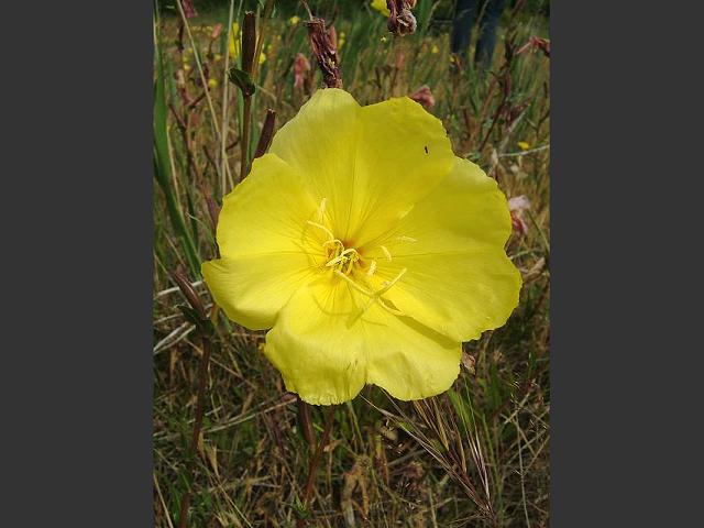 Oenothera stricta Fragrant flowered Evening Primrose Onagraceae Images
