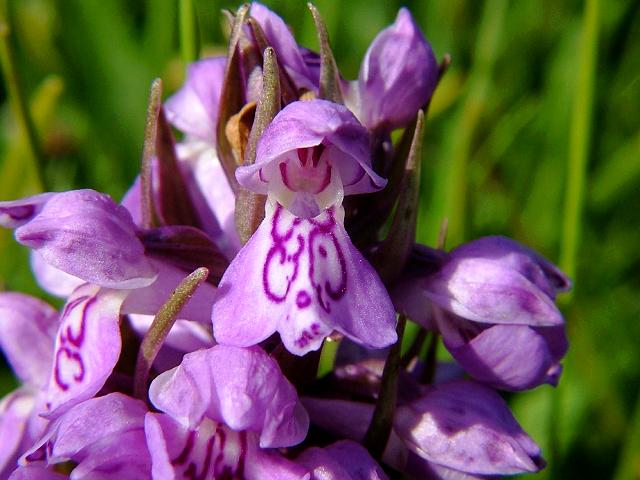 Dactylorhiza x hallii A Hybrid Marsh Orchid Orchidaceae Images
