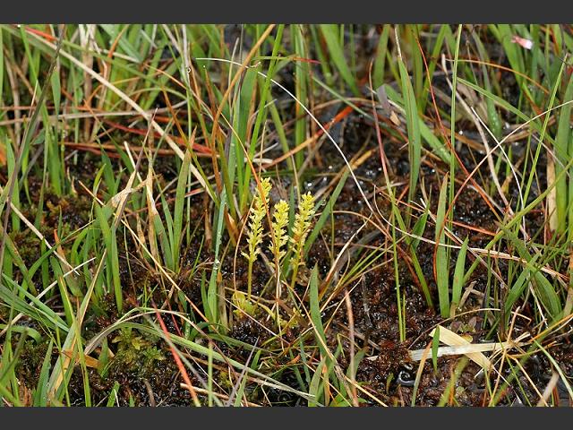 Hammarbya paludosa Bog Orchid Orchidaceae Images