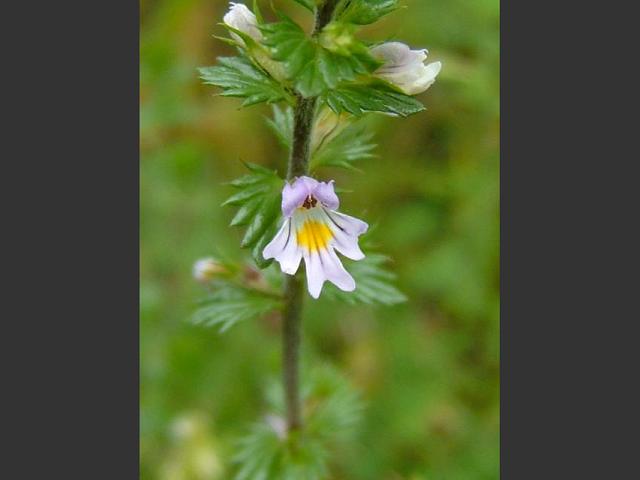 Euphrasia Unidentified Species Eyebright Orobanchaceae Images