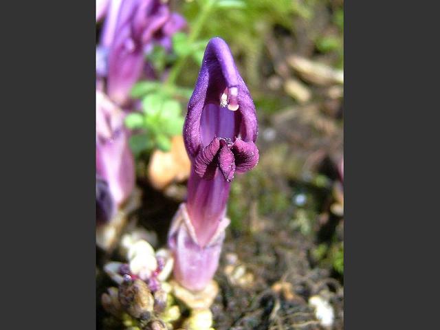 Lathraea clandestina Purple Toothwort Orobanchaceae Images