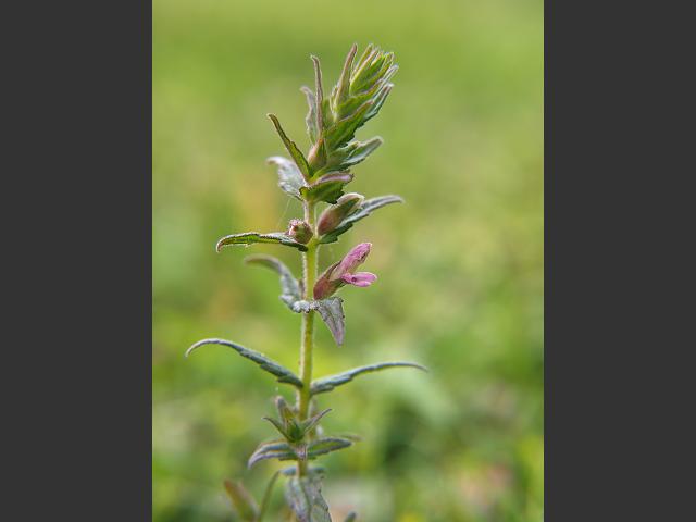 Odontites vernus Red Bartsia Orobanchaceae Images