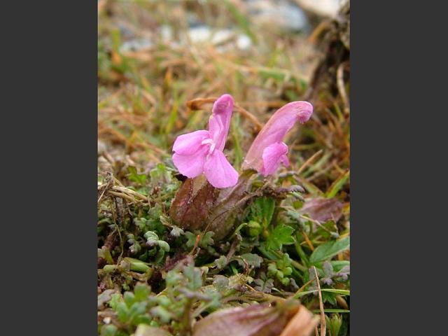 Pedicularis sylvatica Lousewort Orobanchaceae Images