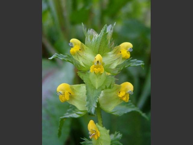 Rhinanthus minor Yellow Rattle Orobanchaceae Images