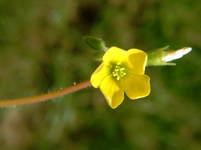 Oxalis stricta Upright Yellow Sorrel Oxalidaceae Images