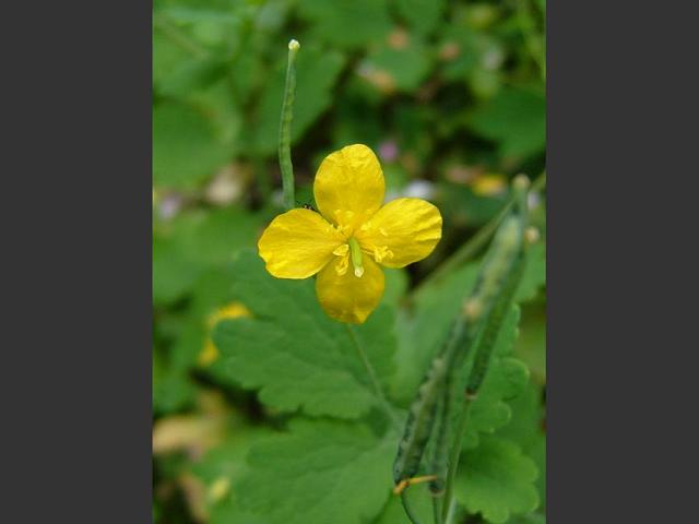 Chelidonium majus Greater Celandine Papaveraceae Images