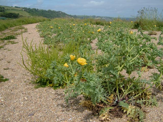 Glaucium flavum Yellow Horned Poppy Papaveraceae Images