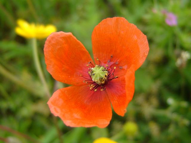 Papaver dubium Long headed Poppy Papaveraceae Images