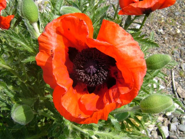 Papaver orientale Oriental Poppy Papaveraceae Images