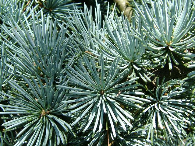 Cedrus atlantica Glauca Atlas Cedar Pinaceae Images