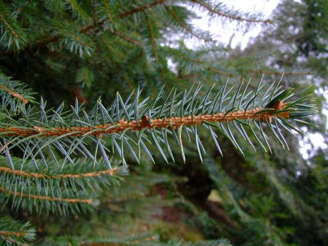 Picea sitchensis Sitka Spruce Pinaceae Images