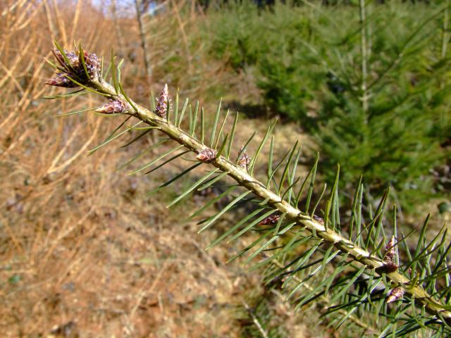 Pseudotsuga menziesii Douglas Fir Pinaceae Images