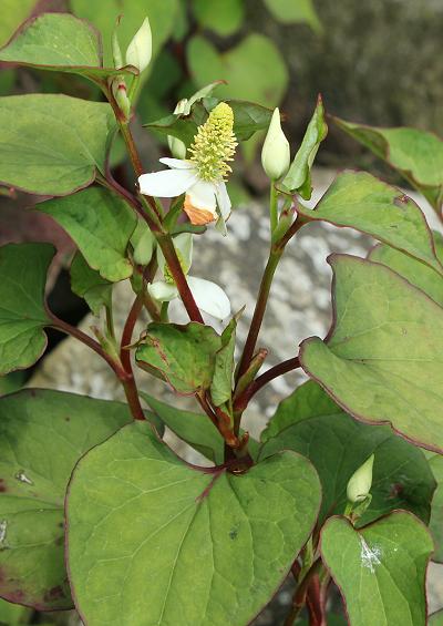 Familiy Index Page for Dicotyledons