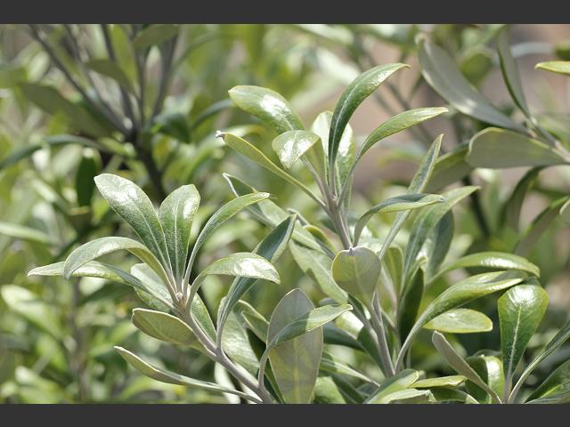 Pittosporum crassifolium Karo Pittosporaceae Images