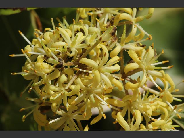 Pittosporum eugenioides Lemonwood Pittosporaceae Images