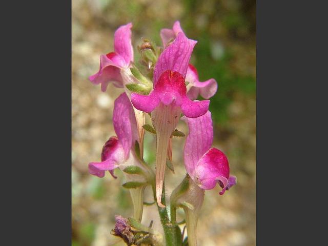 Linaria nevadensis Toadflax Plantaginaceae Images