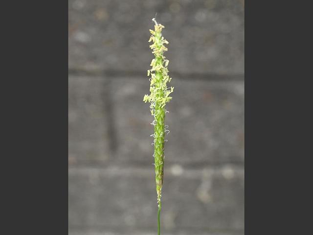 Alopecurus myosuroides Slender Meadow Foxtail Grass Images