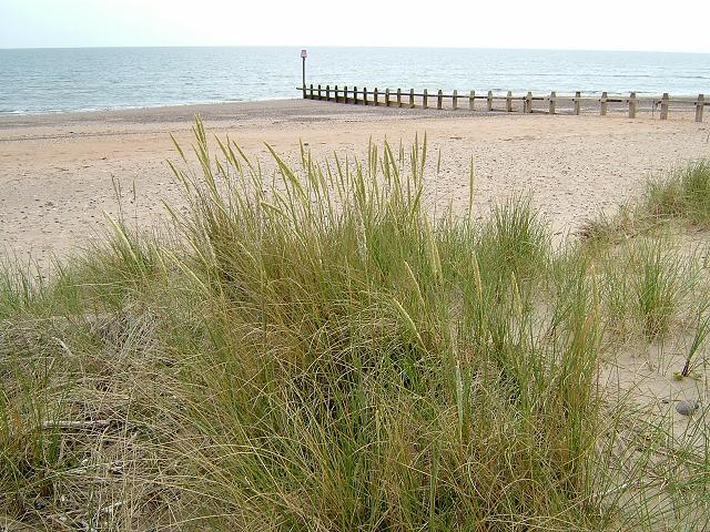 Ammophila arenaria Marram Grass Grass Images