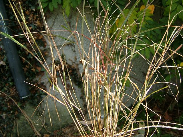 Anemanthele lessoniana New Zealand Wind Grass Grass Images