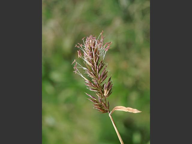 Anthoxanthum odoratum Sweet Vernal Grass Grass Images