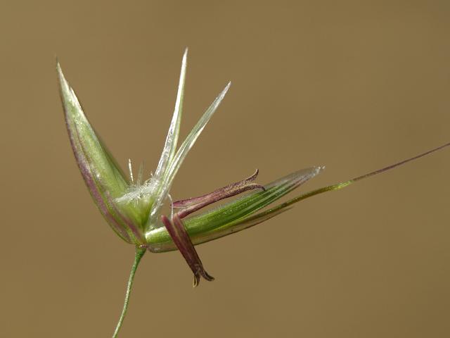 Arrhenatherum elatius False Oat Grass Grass Images