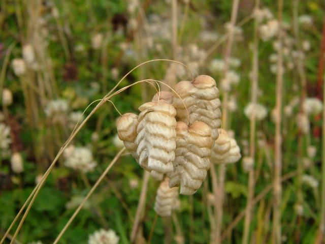 Briza maxima Greater Quaking Grass Grass Images