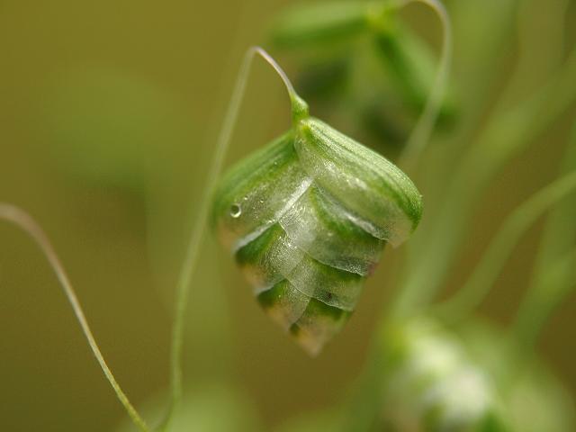Briza minor Lesser Quaking Grass Grass Images