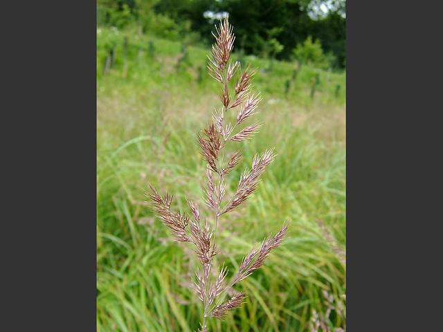 Calamagrostis epigejos Wood Small Reed Grass Images