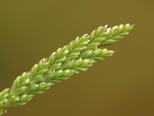 Catapodium marinum Darnel Fescue or Sea Fern Grass Grass Images