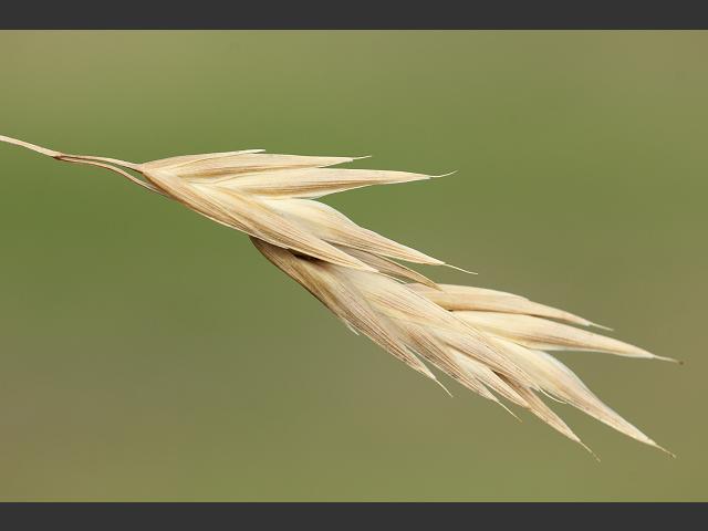 Ceratochloa cathartica Rescue Brome Grass Images