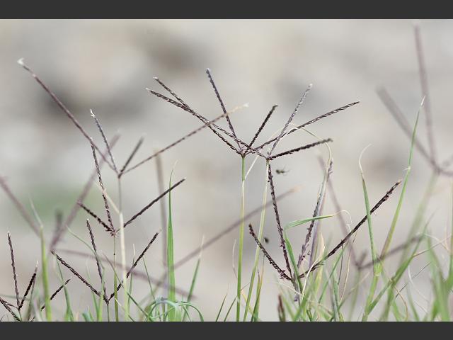 Cynodon dactylon Bermuda Grass Arundineae Grass Images