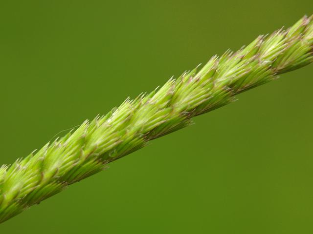 Cynosurus cristatus Crested Dogs Tail Grass Images