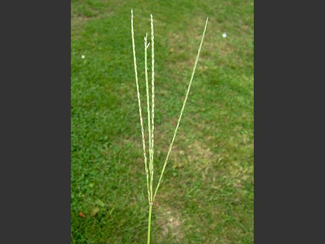 Digitaria sanguinalis Hairy Finger Grass Grass Arundineae Grass Images