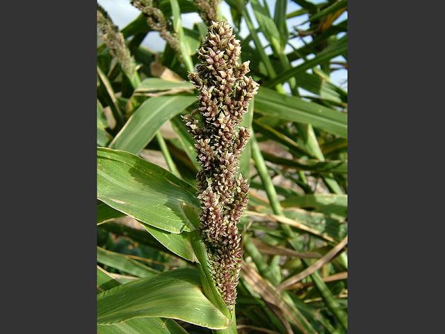 Echinochloa esculenta Japanese Millet Arundineae Grass Images