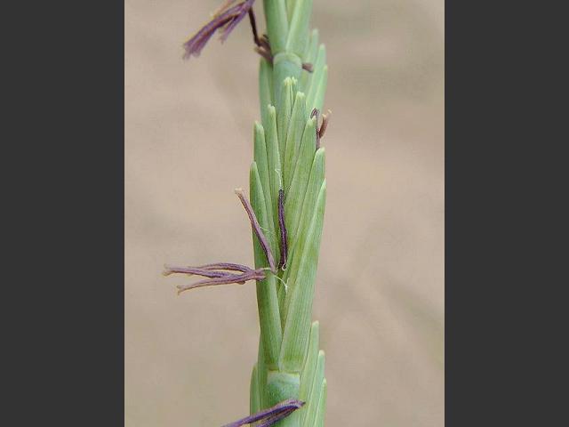 Elytrigia juncea subspecies boreoatlantica Sand Couch Grass Images