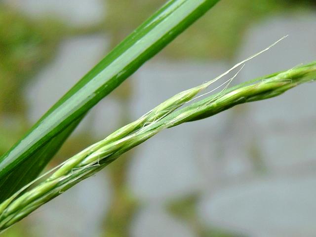 Festuca gigantea Giant Fescue Grass Images