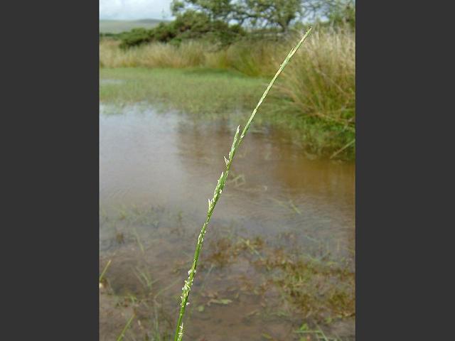 Glyceria fluitans Floating Sweet Grass Grass Images