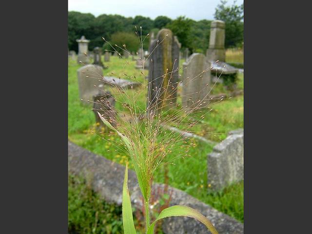 Panicum capillare Witch Grass Paniceae Grass Images