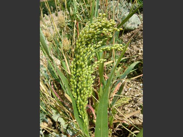 Panicum miliaceum Common or Proso Millet Arundineae Grass Images