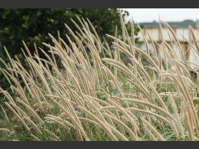 Pennisetum macrourum African Feather Grass Images