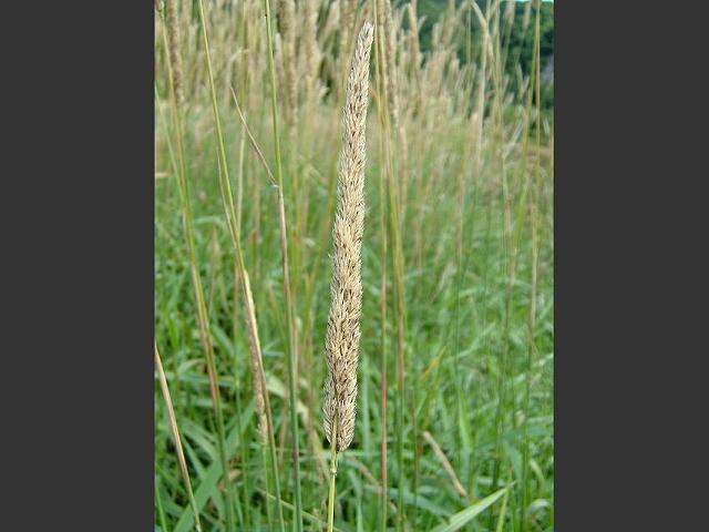 Phalaris arundinacea Reed Canary Grass Images