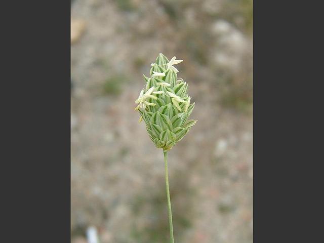 Phalaris canariensis Canary Grass Images