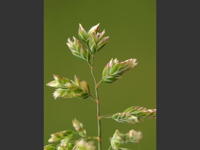 Poa annua Annual Meadow Grass Grass Images
