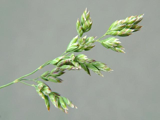 Poa annua Annual Meadow Grass Grass Images