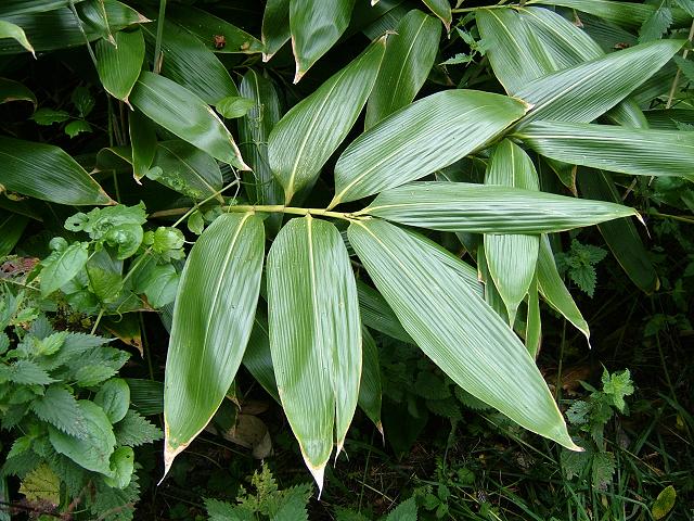 Sasa palmata Broad leaved Bamboo Arundineae Bamboo Images