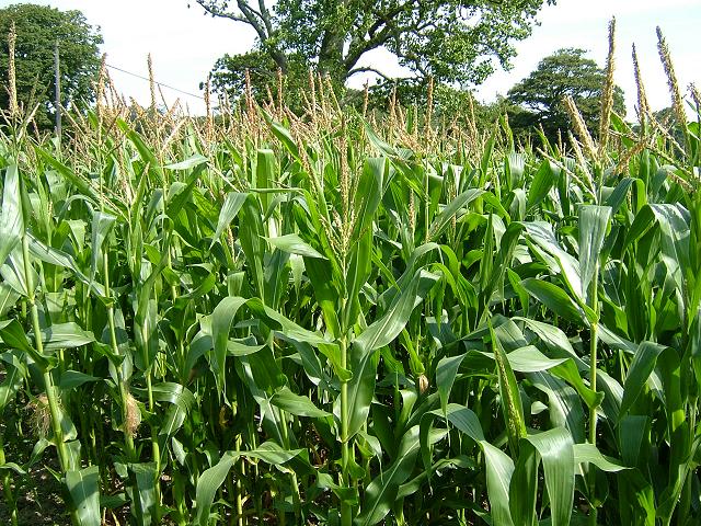 Zea mays Maize or Corn Grass Panicoideae Grass Images